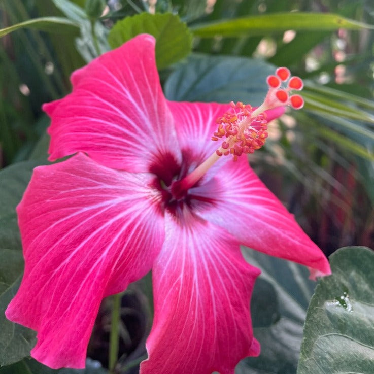 Hibiscus, "Painted Lady"