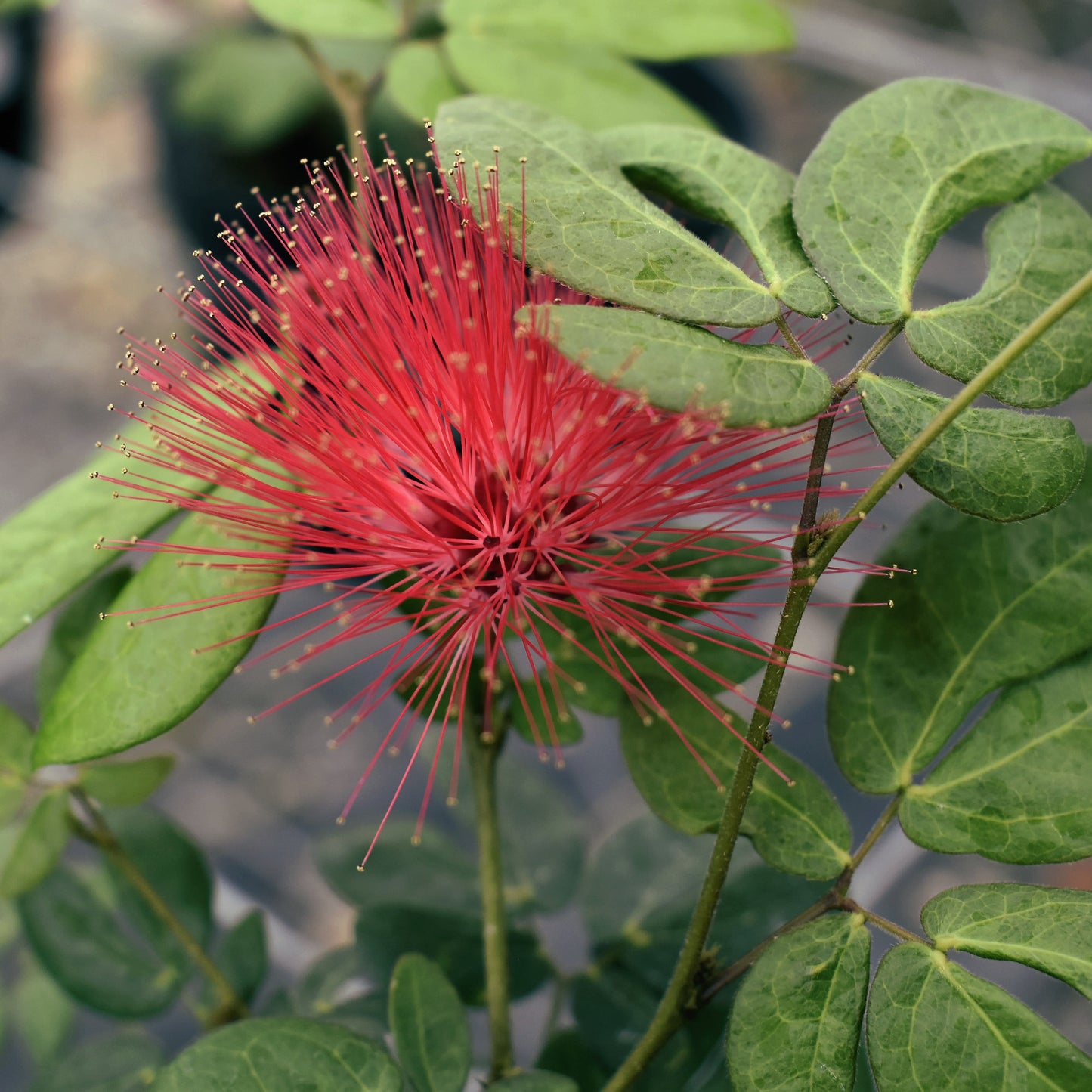 Callianda haematocephala, "Dwarf Powder Puff"