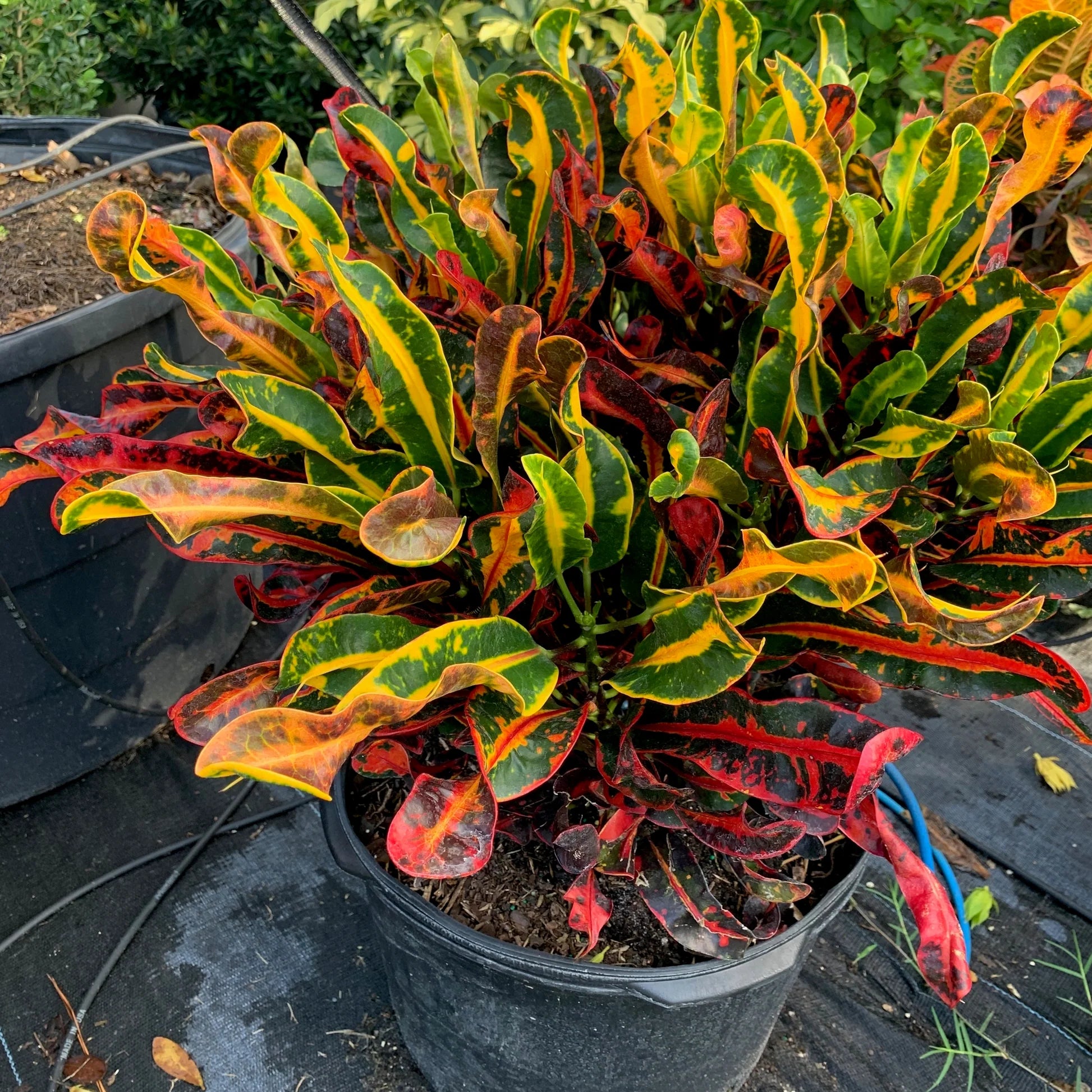 mammy croton houseplant Croton Mammy