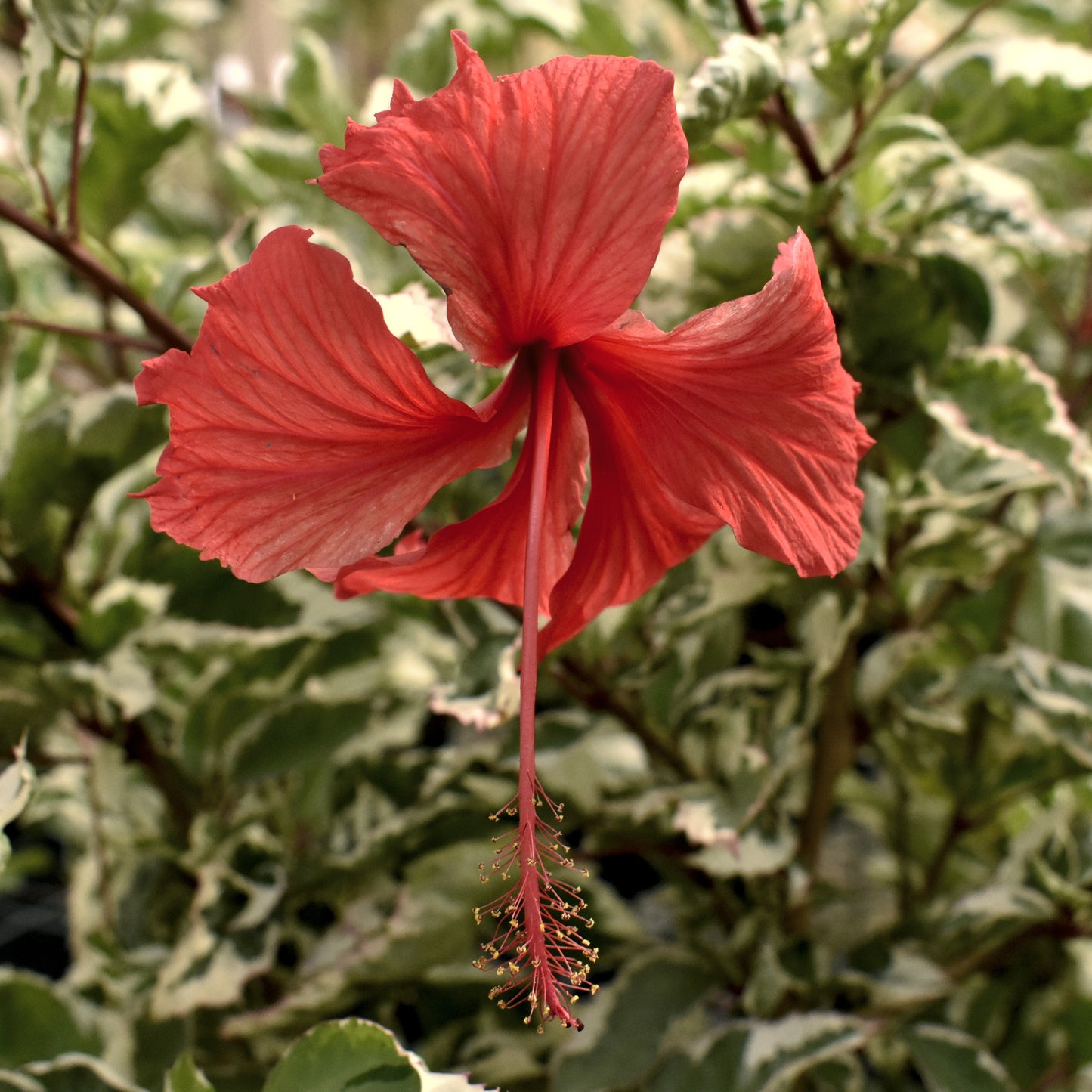 Hibiscus, "Snow Queen"