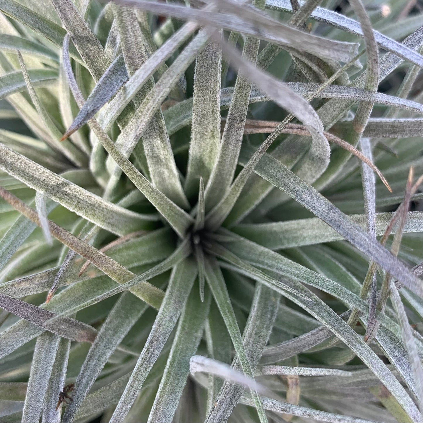 Tillandsia houston