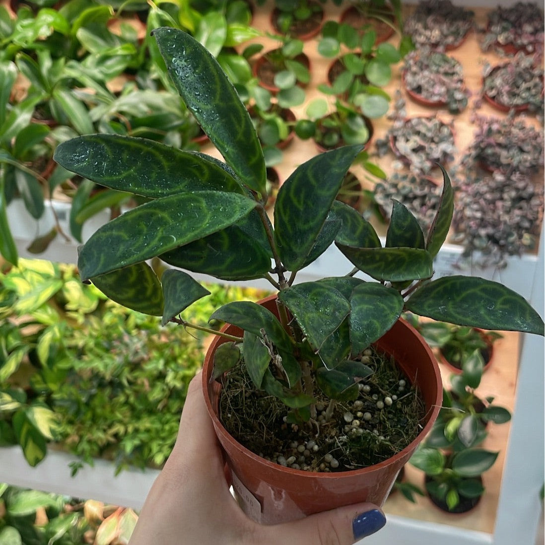 Aeschynanthus longicaulis, "Black Pagoda Lipstick Plant"