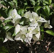 Bougainvillea, "Mauna Kea"