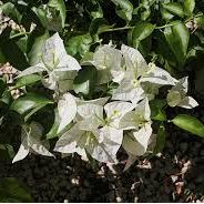 Bougainvillea 'Mauna Kea'