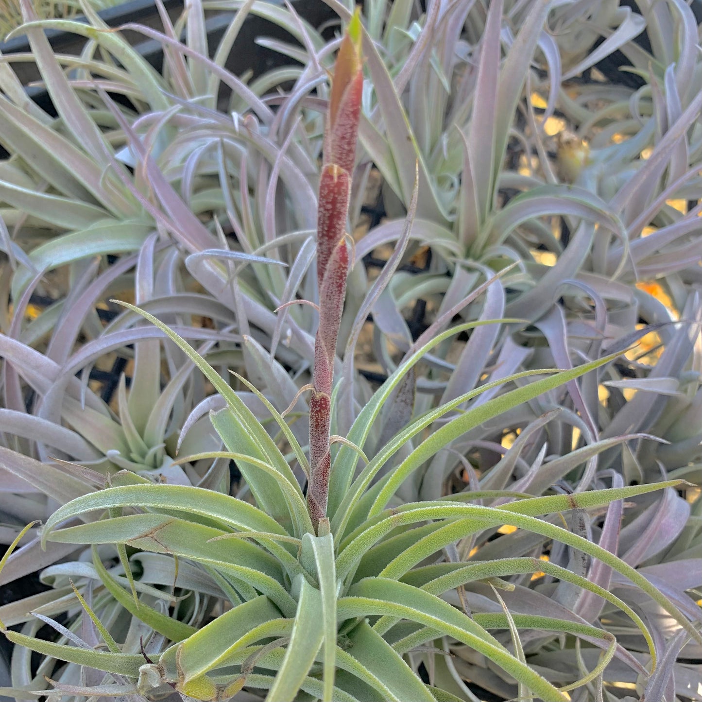 Tillandsia purpurea