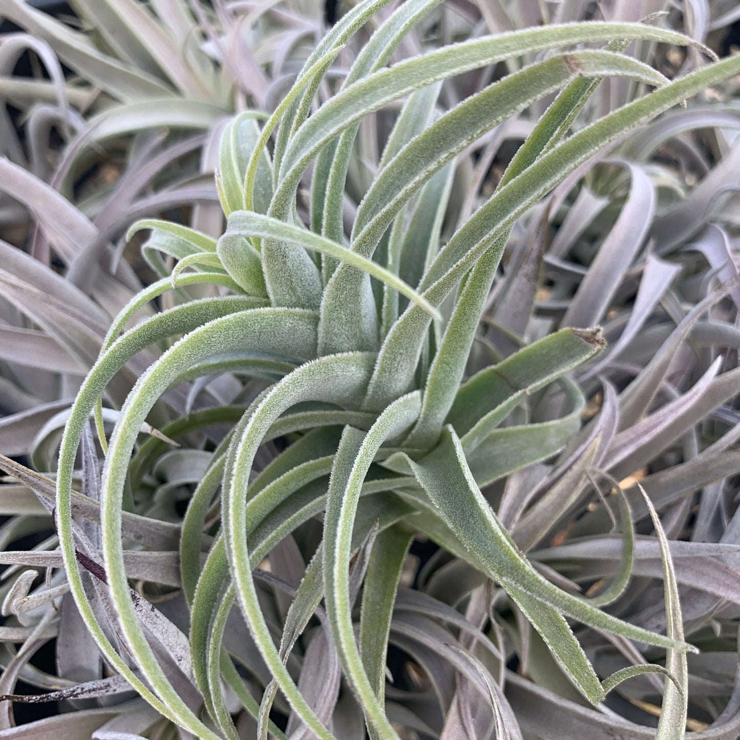 Tillandsia purpurea