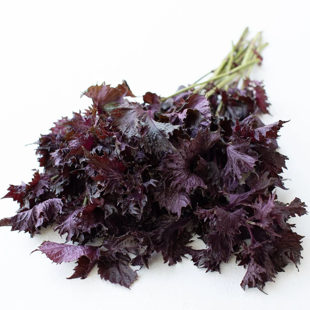 Perilla, Red Leaf Shiso, Seeds
