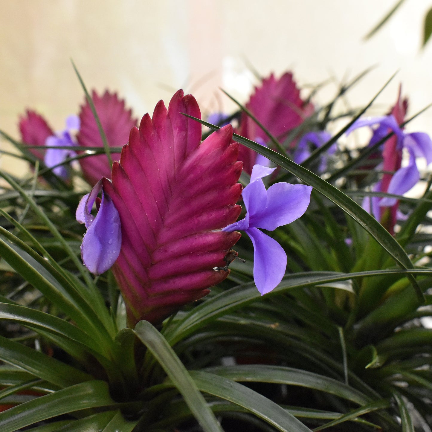 Tillandsia cyanea, "Sandy"