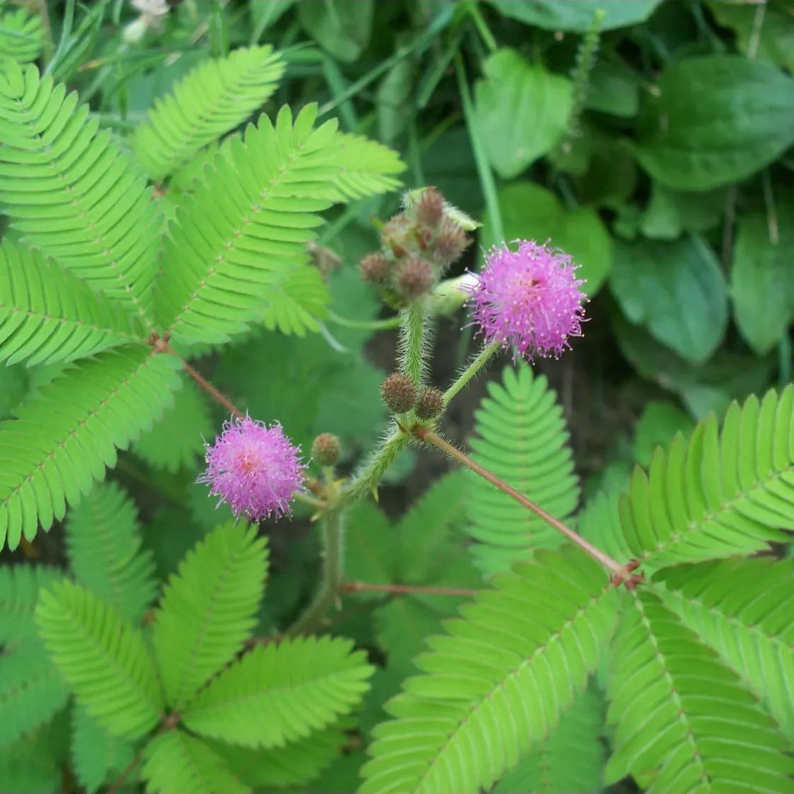 Mimosa pudica 'Sensitive Plant'