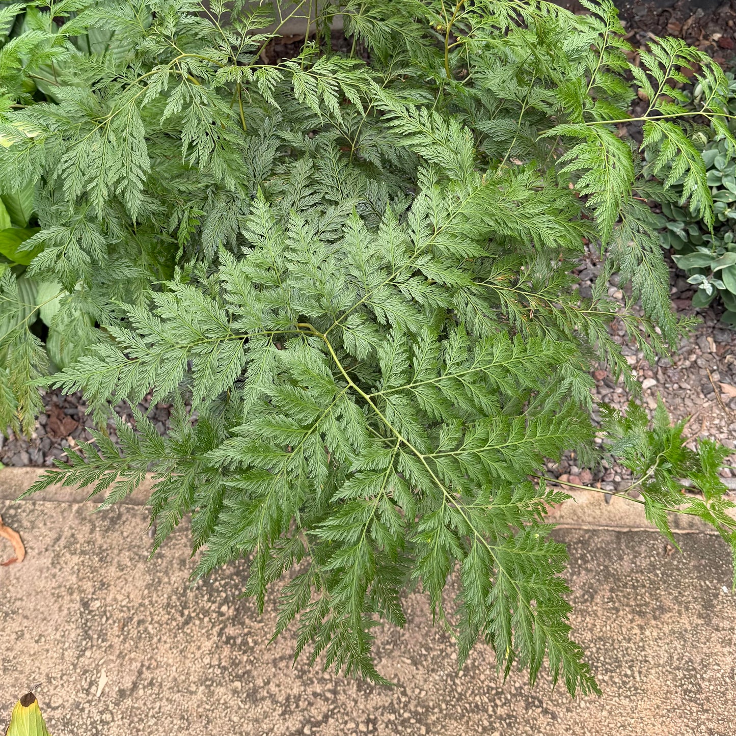 Fern, "Shinobu"