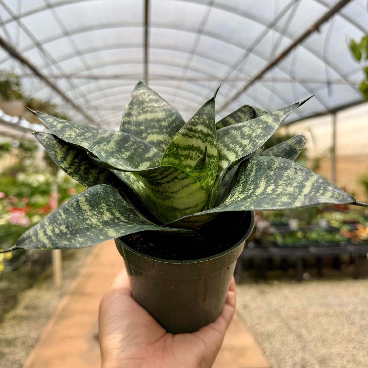 Sansevieria 'Star Power'