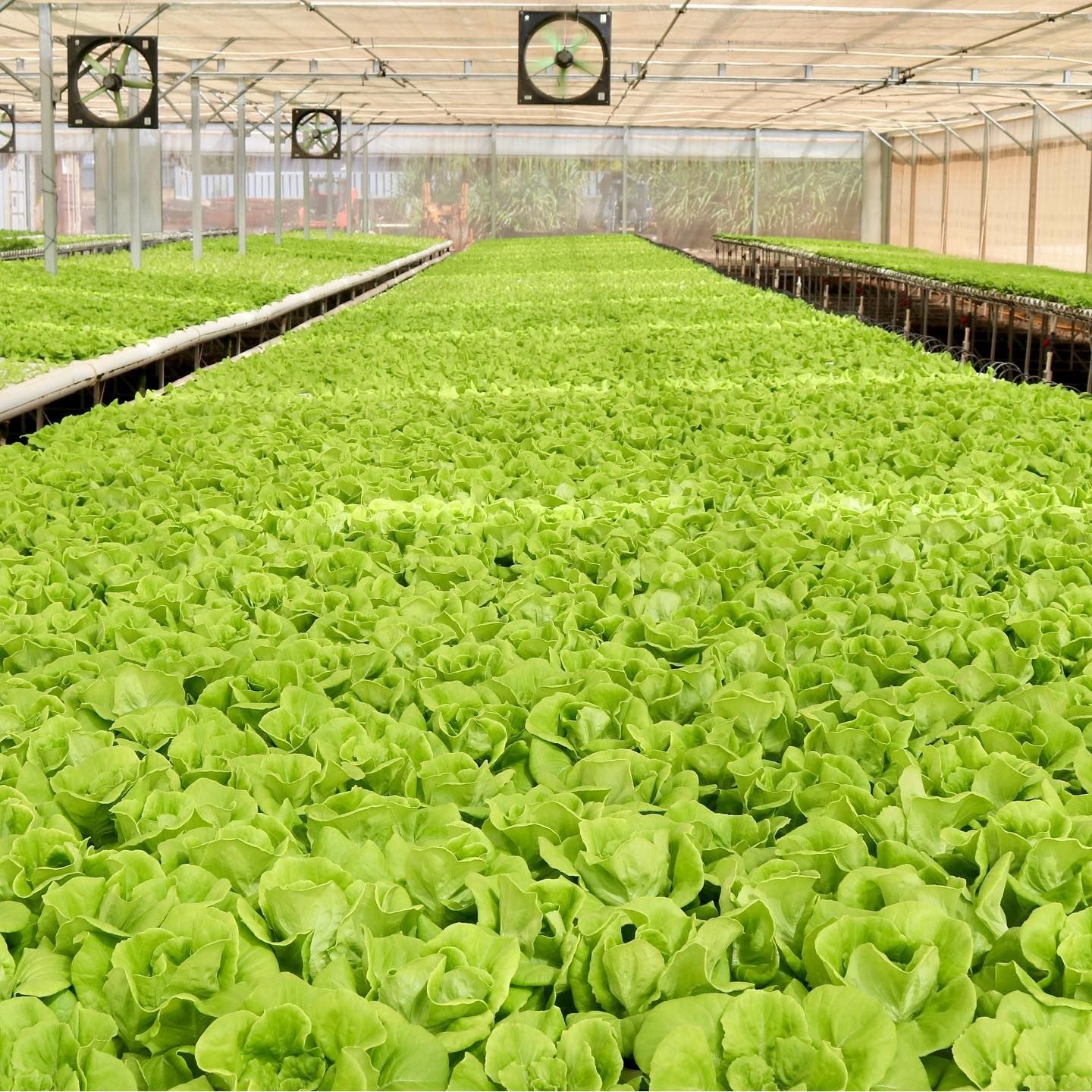 Lettuce