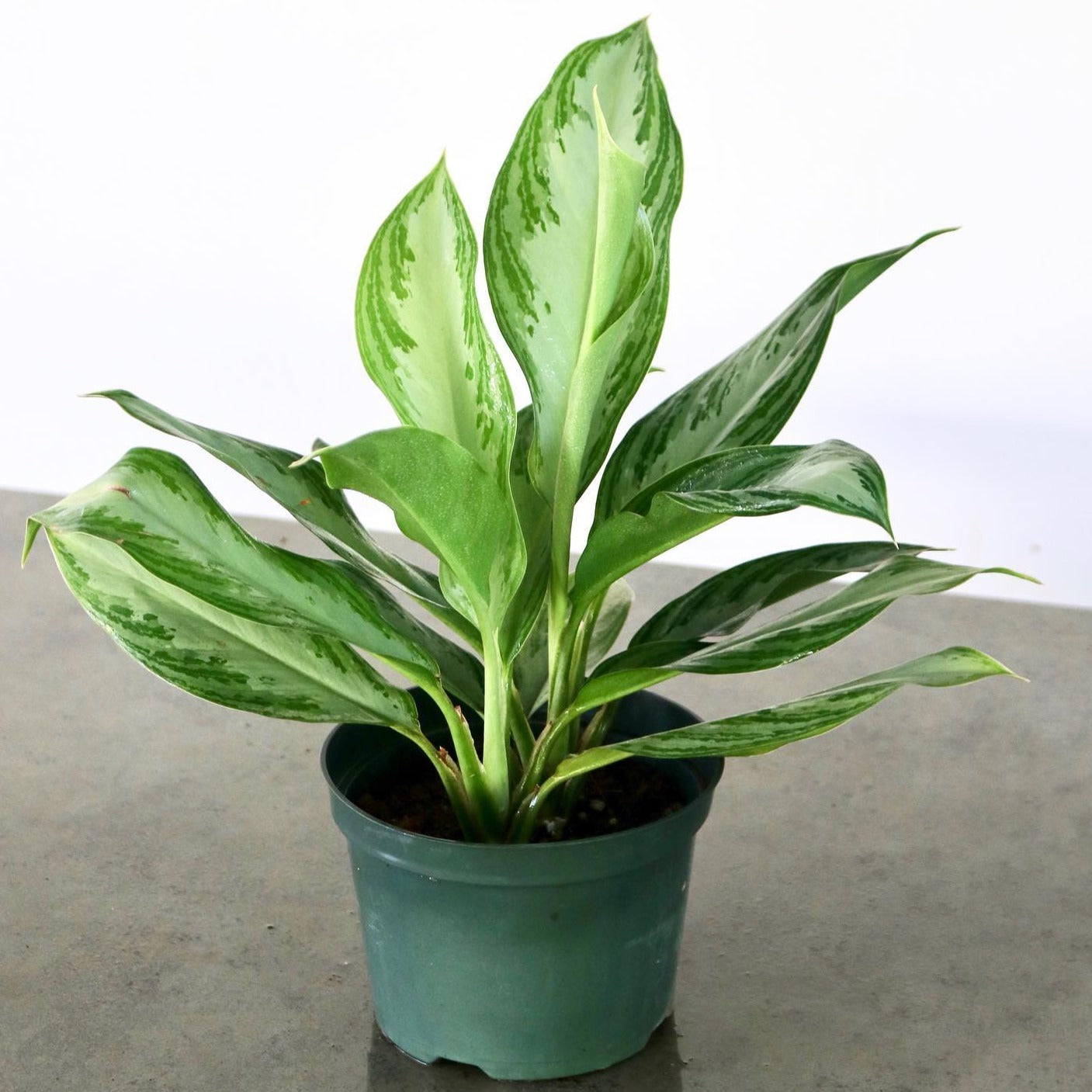 aglaonema modestum for sale Aglaonema 'Silver Bay' – Mari's Gardens
