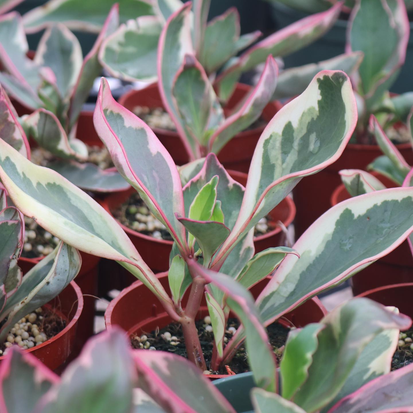 house plant pink green leaves Peperomia clusifolia 'Ginny' – Mari's Gardens