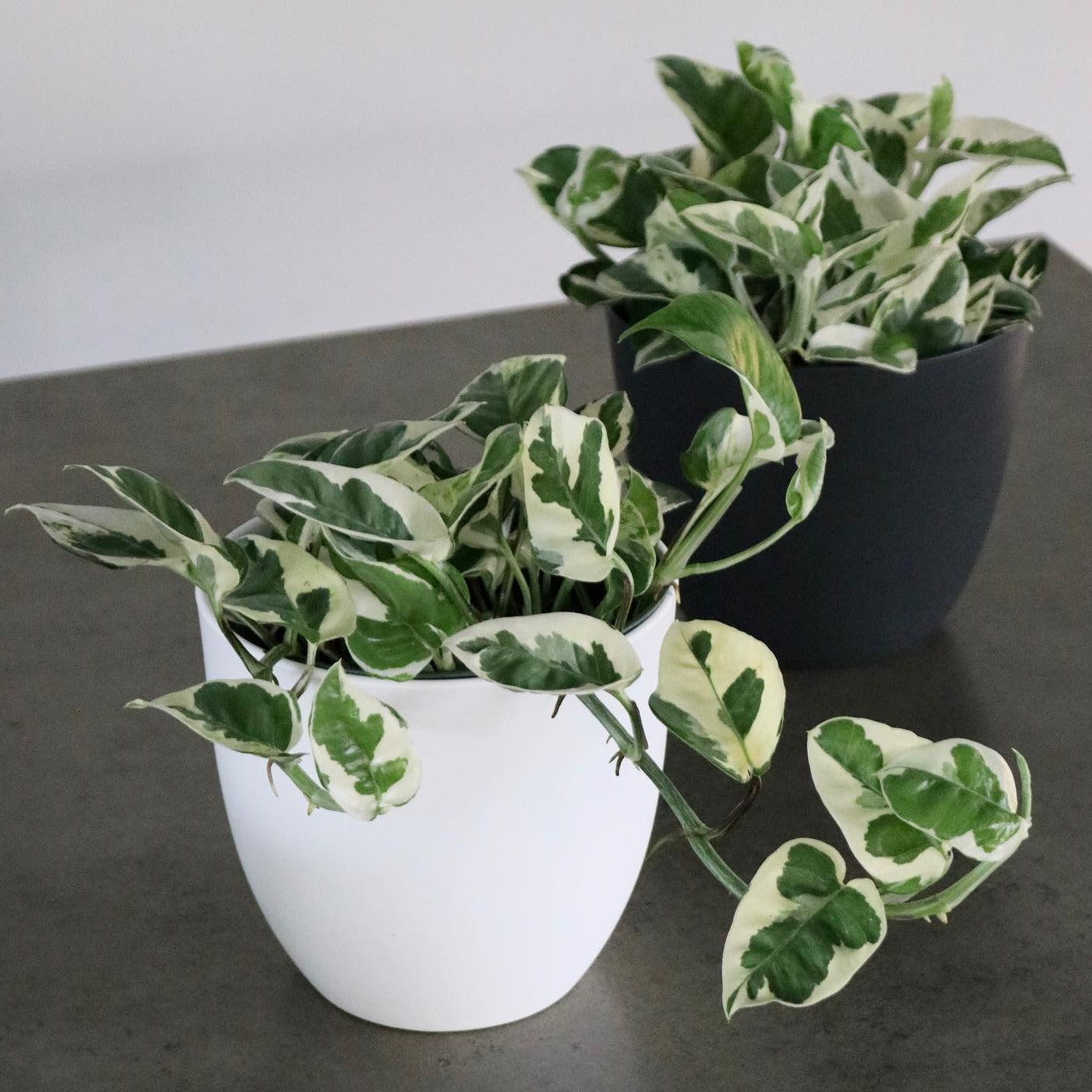 Epipremnum aureum, "N'Joy Pothos"