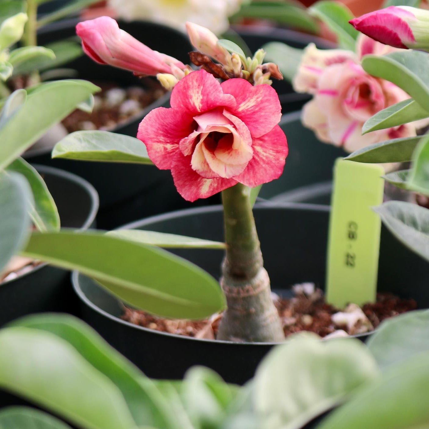 Adenium obesum, "Desert Rose"