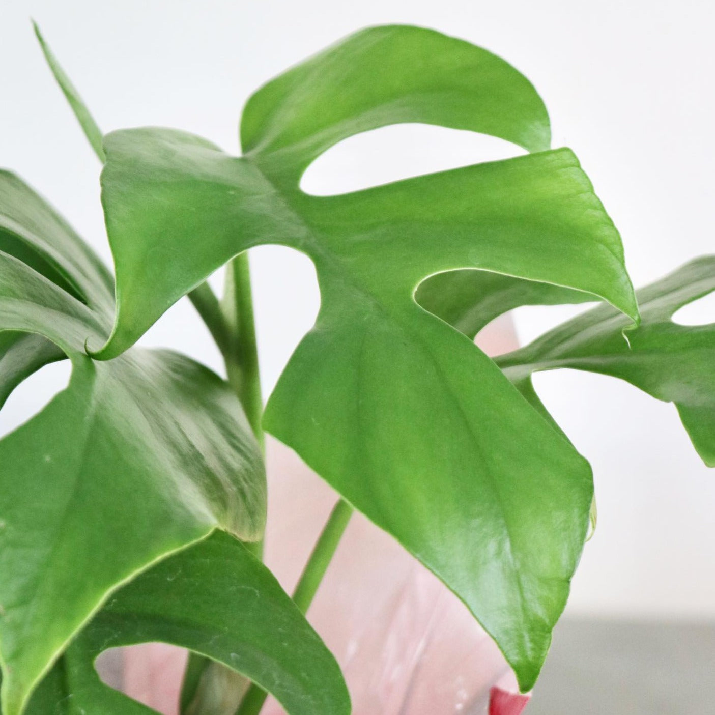 mini monstera watering Rhaphidophora tertrasperma (Mini Monstera)