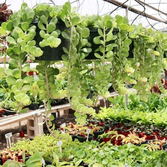 Kleinia petraea, "Trailing Jade"