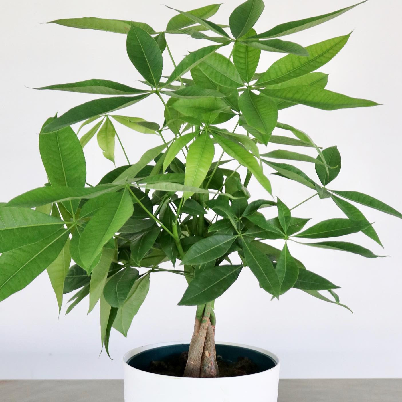 Pachira aquatica, "Braided Money Tree"