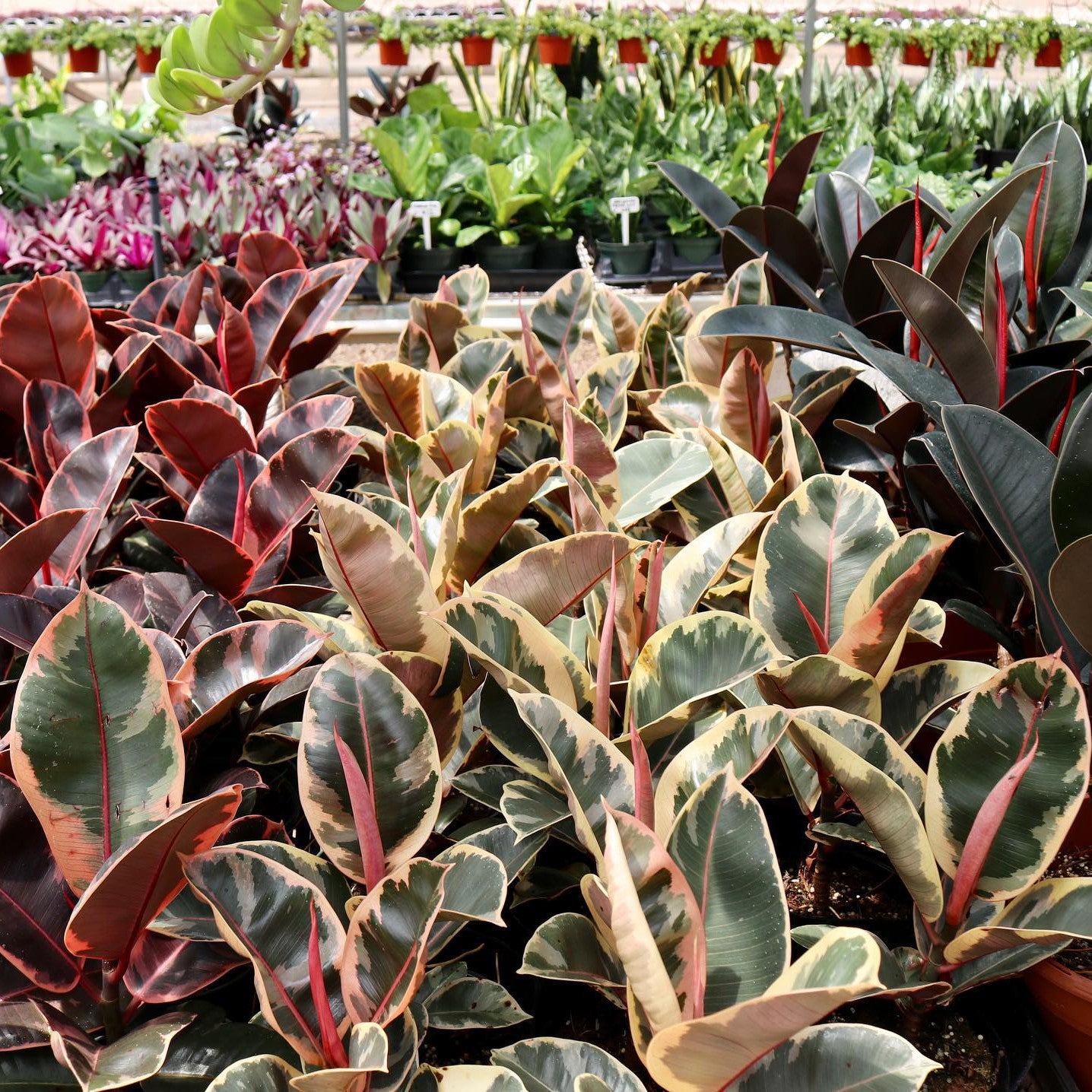 rubber tree olant Ficus elastica (Rubber Tree) 6" / Burgundy