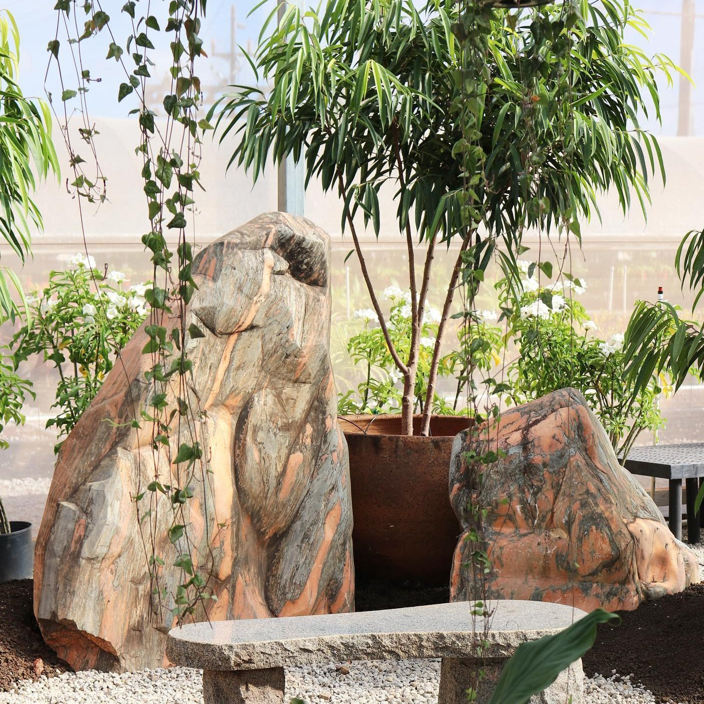 Ficus Ali'i