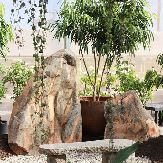Ficus Ali'i