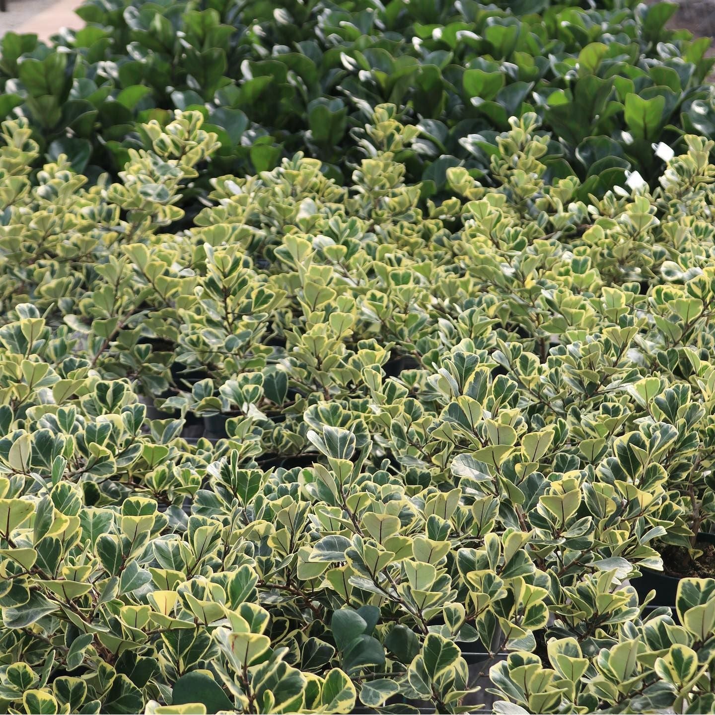 fiddle leaf fig tree variegated Variegated Triangle Ficus Generic / 8 Inch