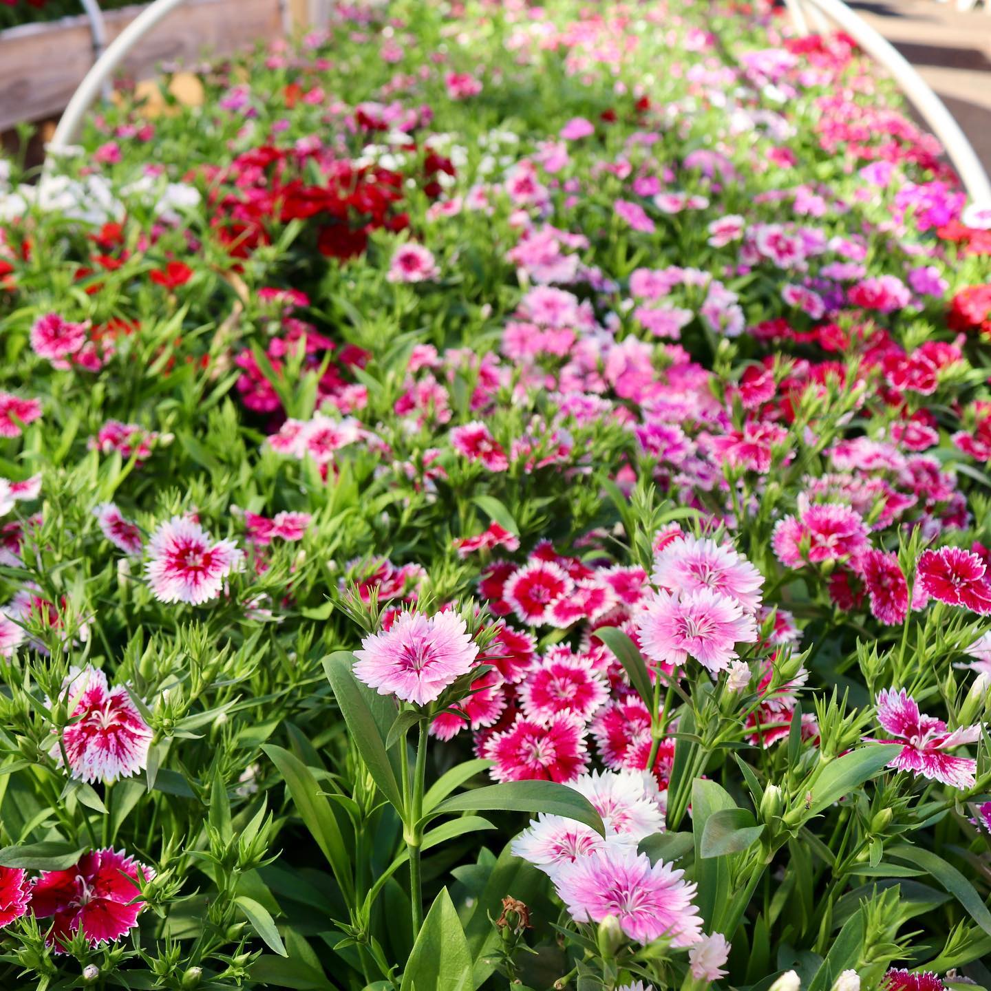 Edible Flowers