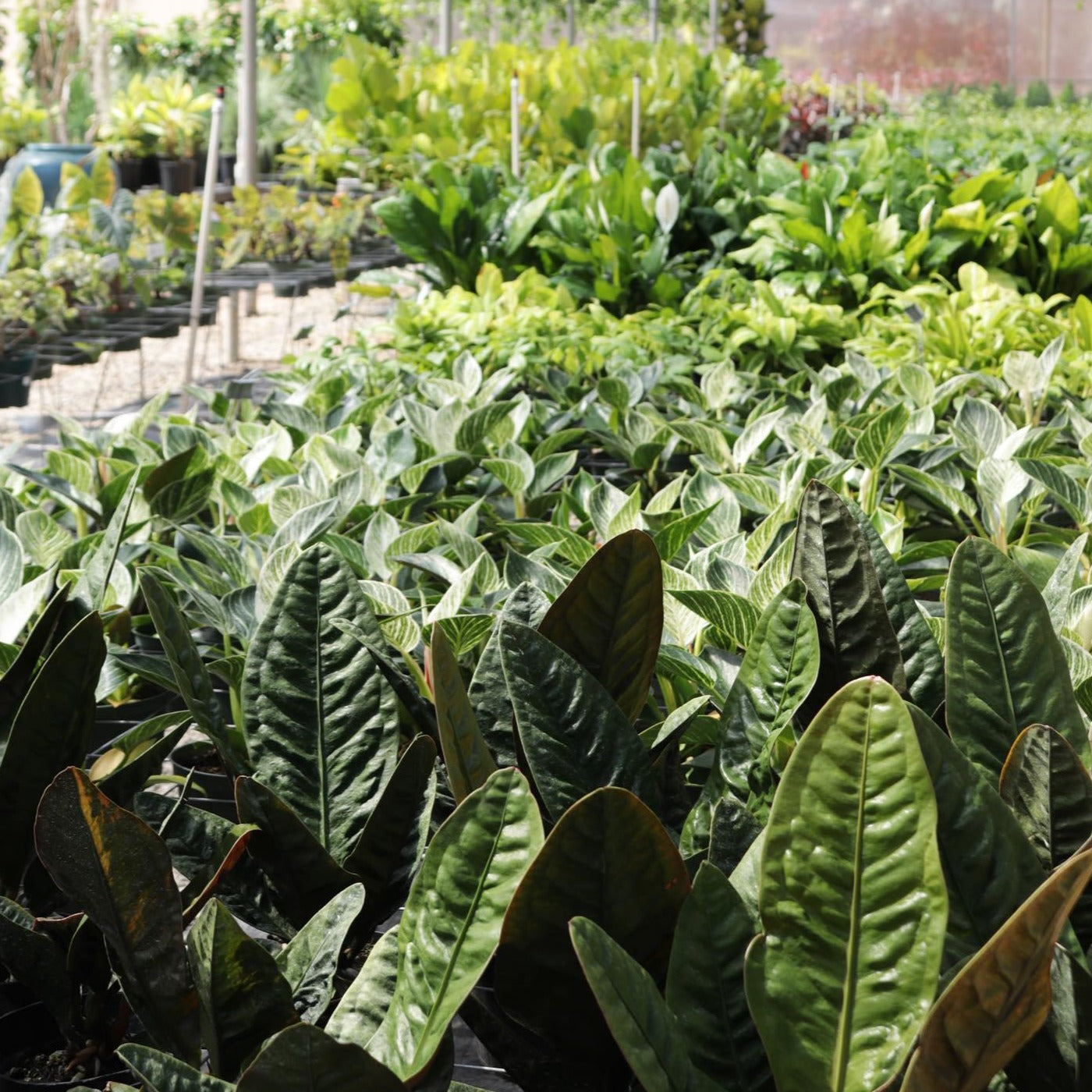 Anthurium, "Superbum"