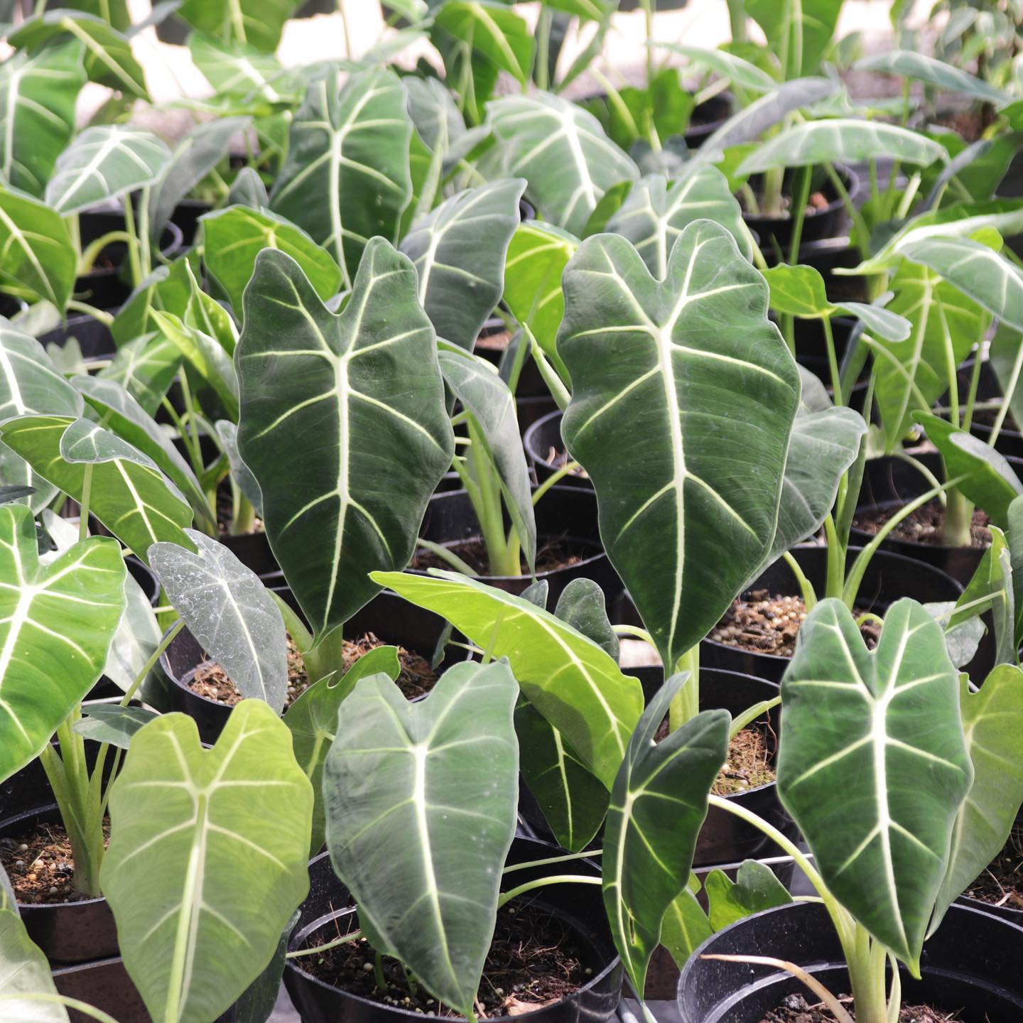 Alocasia micholitziana 'Frydek'