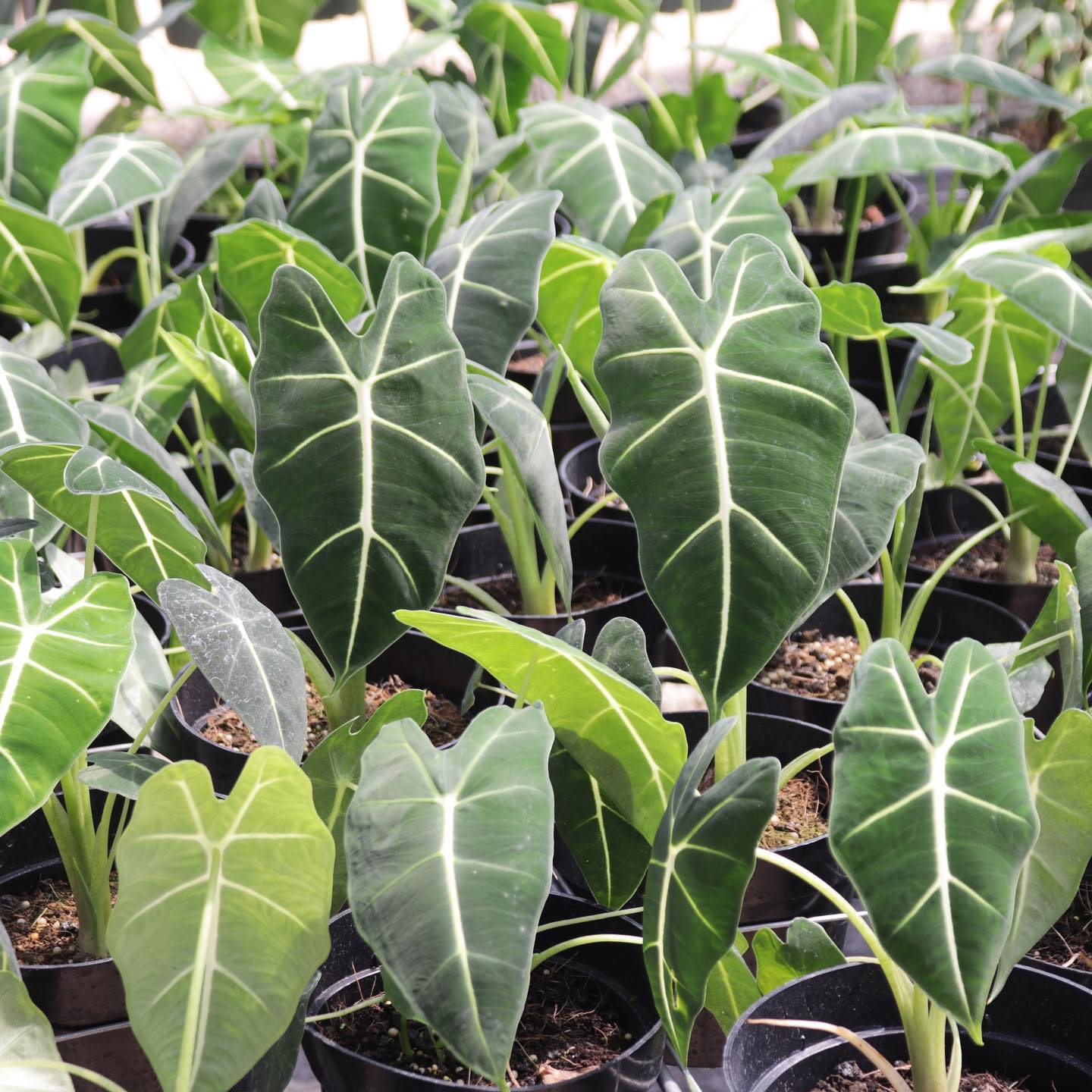 Alocasia, "Frydek"