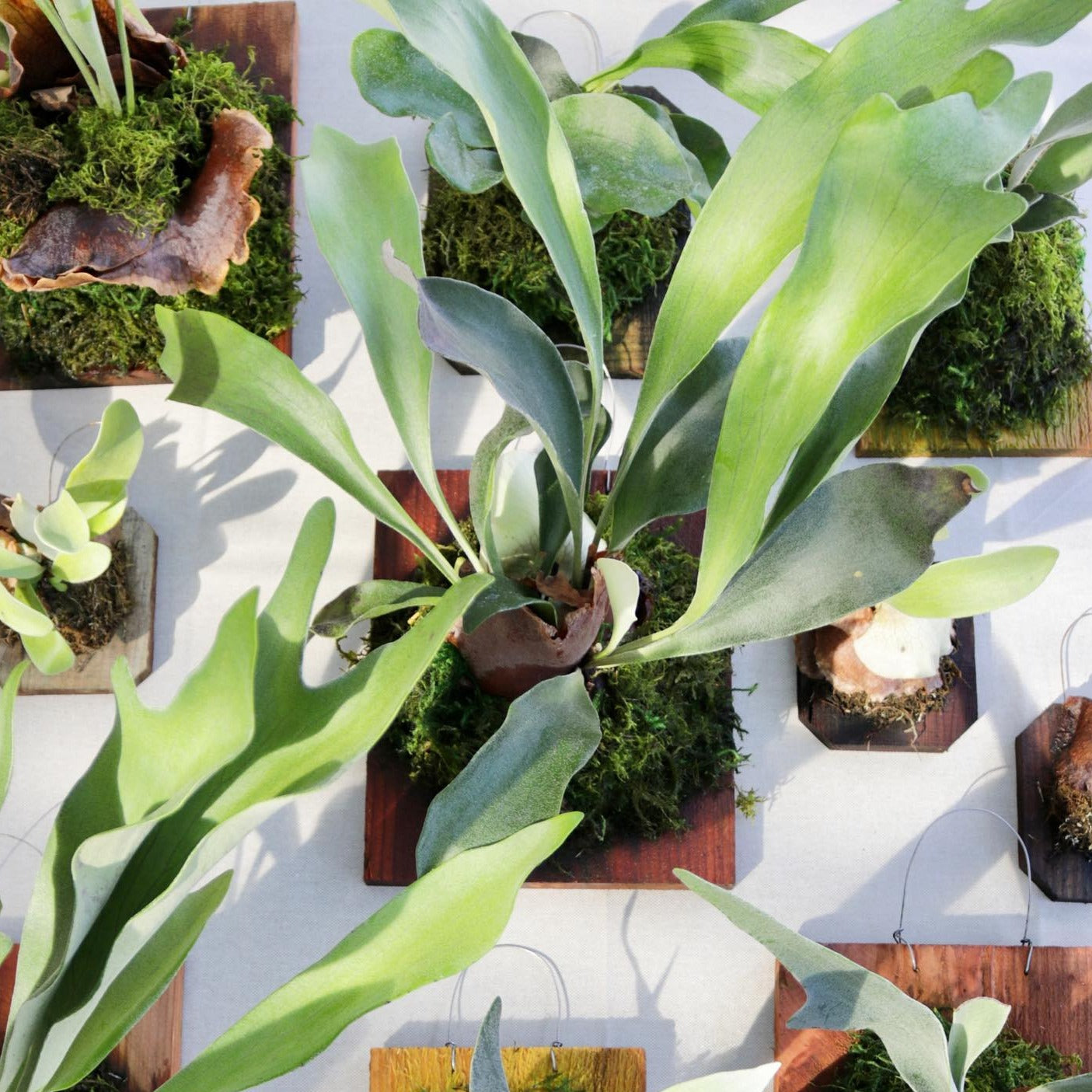Platycerium bifurcatum, "Staghorn Fern"