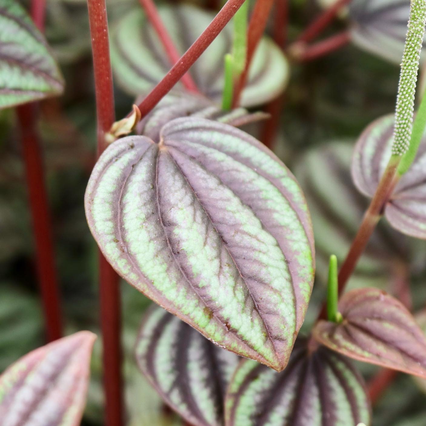 Peperomia albovittata 'Piccolo Banda'
