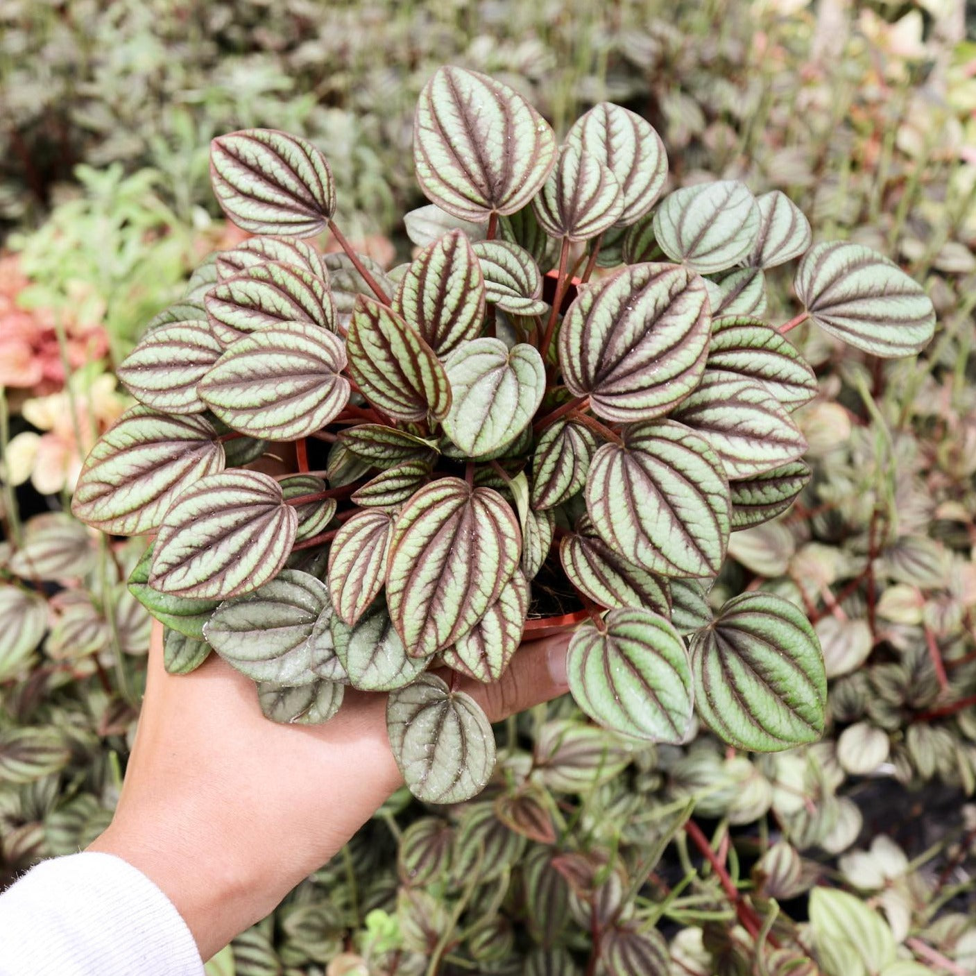 Peperomia albovittata 'Piccolo Banda'