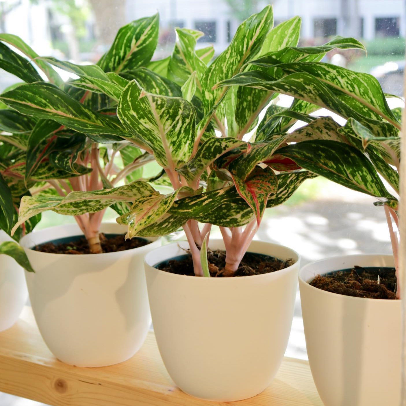 aglaonema pink sparkling Aglaonema 'Sparkling Sarah'