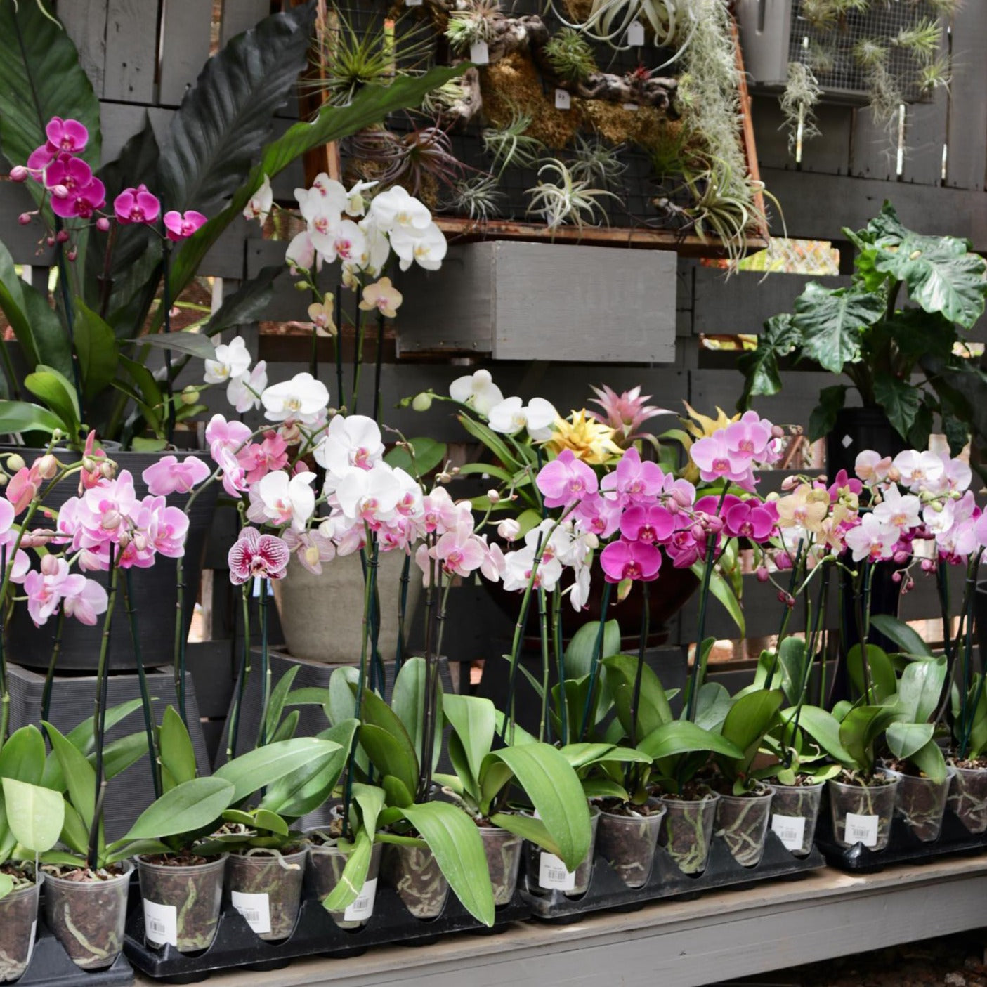 Phalaenopsis, "Moth Orchid"