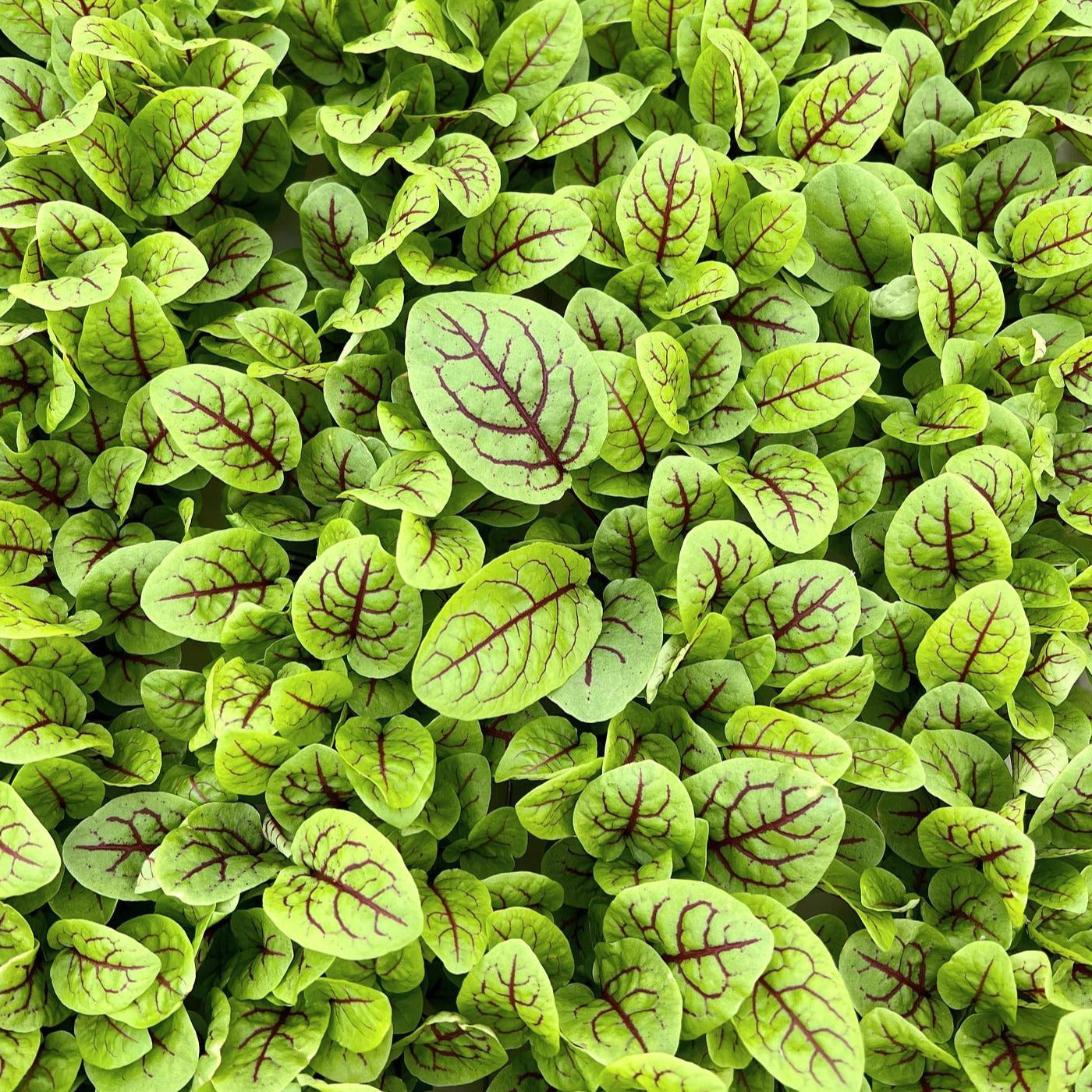 Microgreens