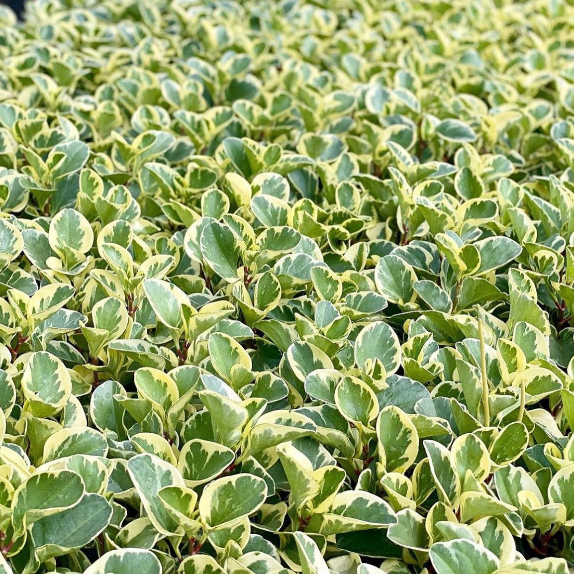 Peperomia obtusifolia, variegated