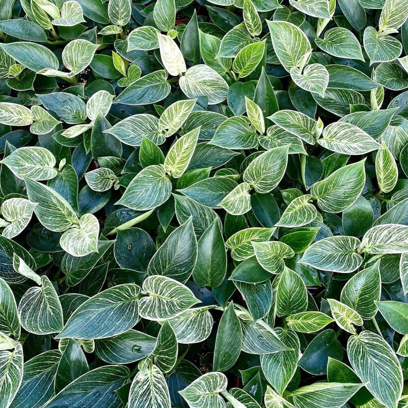 Philodendron 'Birkin'