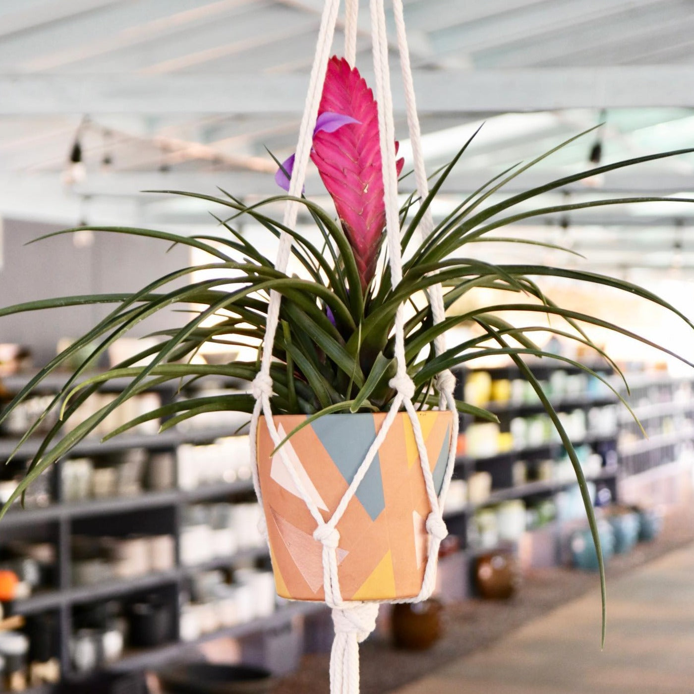 Tillandsia cyanea, "Sandy"