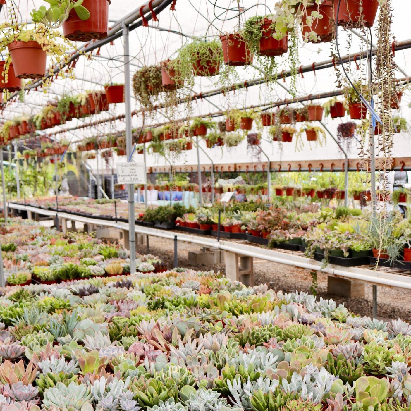 Succulents