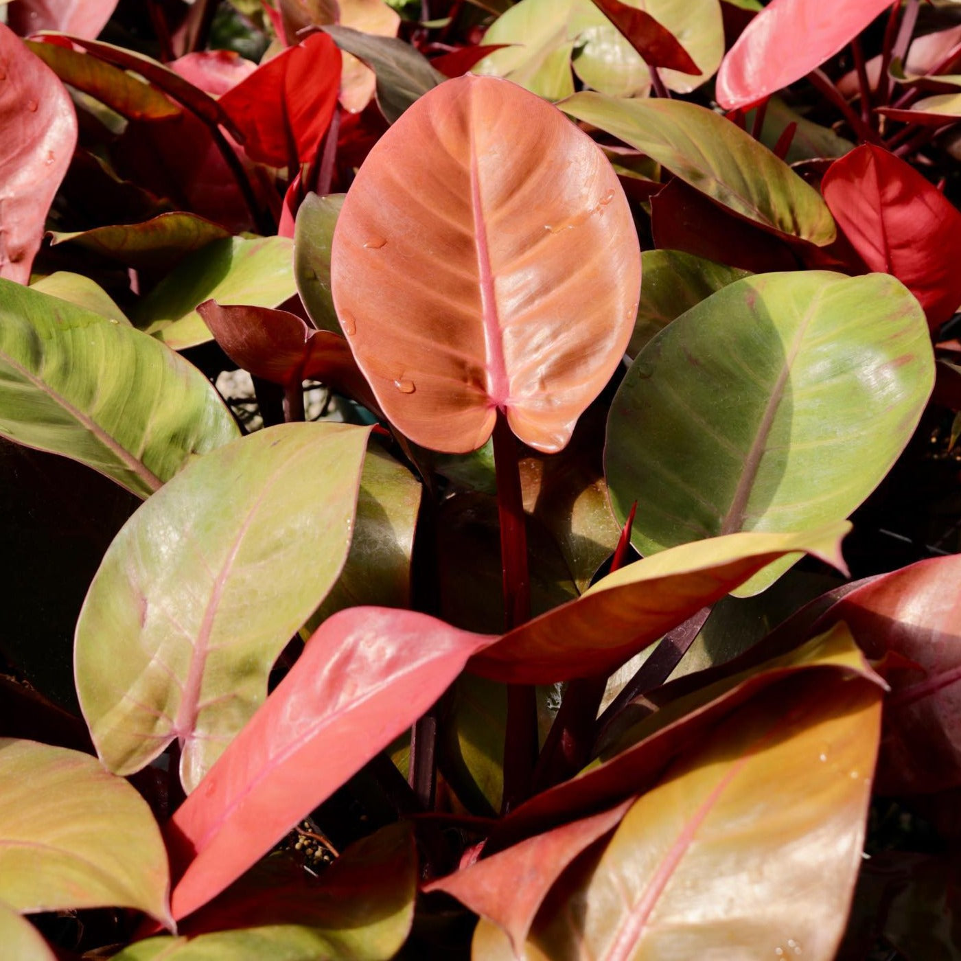 philodendron mccolley's red Philodendron 'McColley's Finale'
