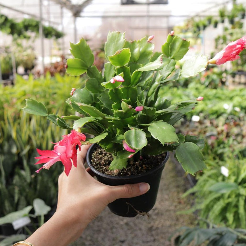 Schlumbergera truncata, "Christmas Cactus"