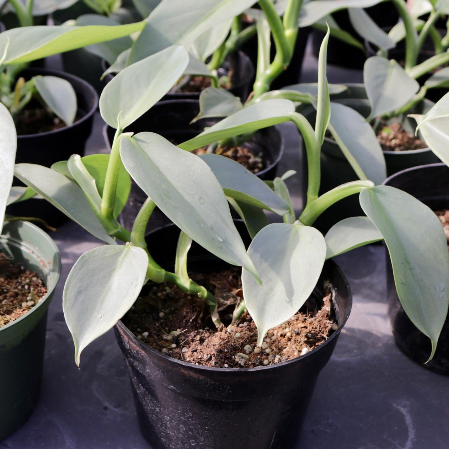 Philodendron hastatum, "Silver Sword"