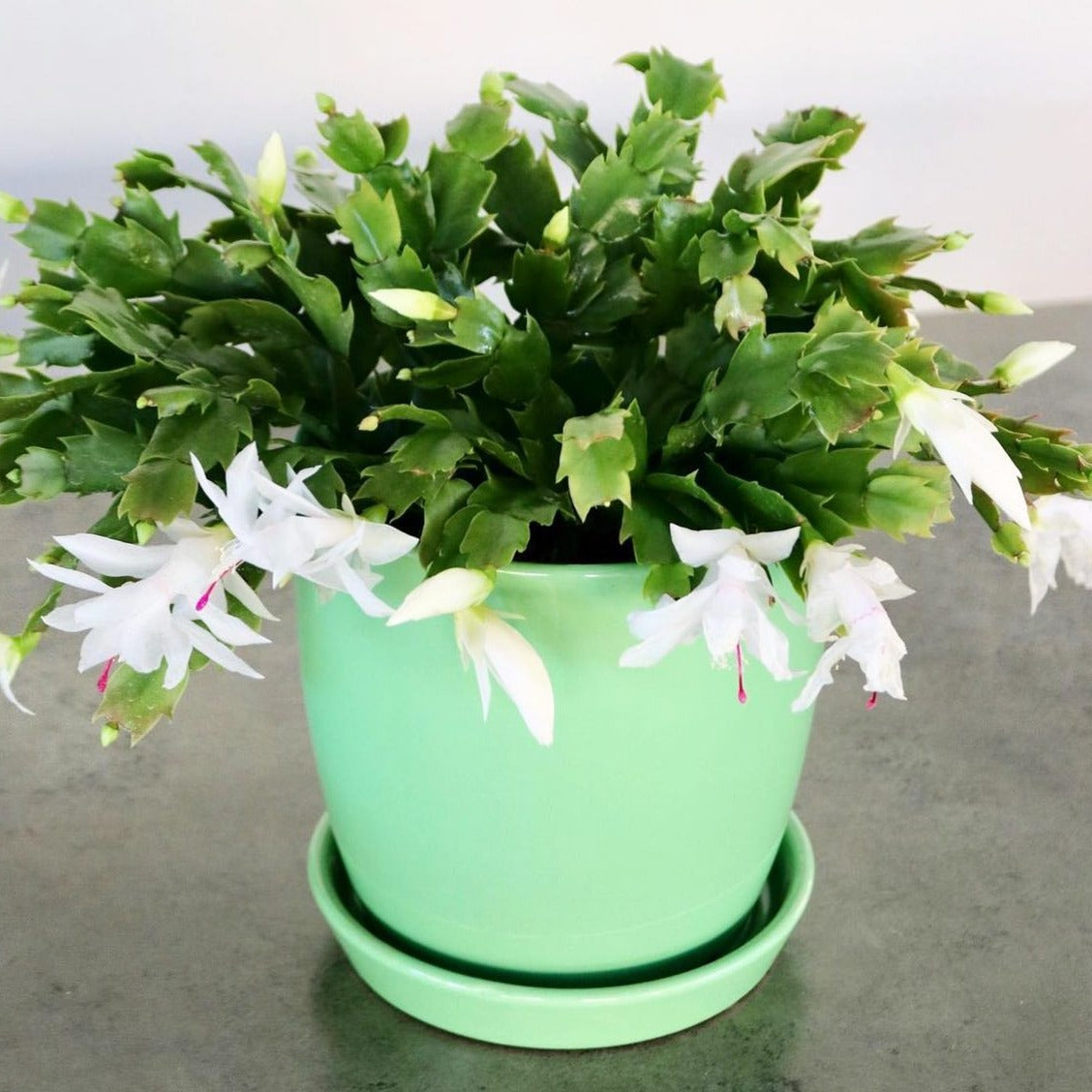 Schlumbergera truncata, "Christmas Cactus"