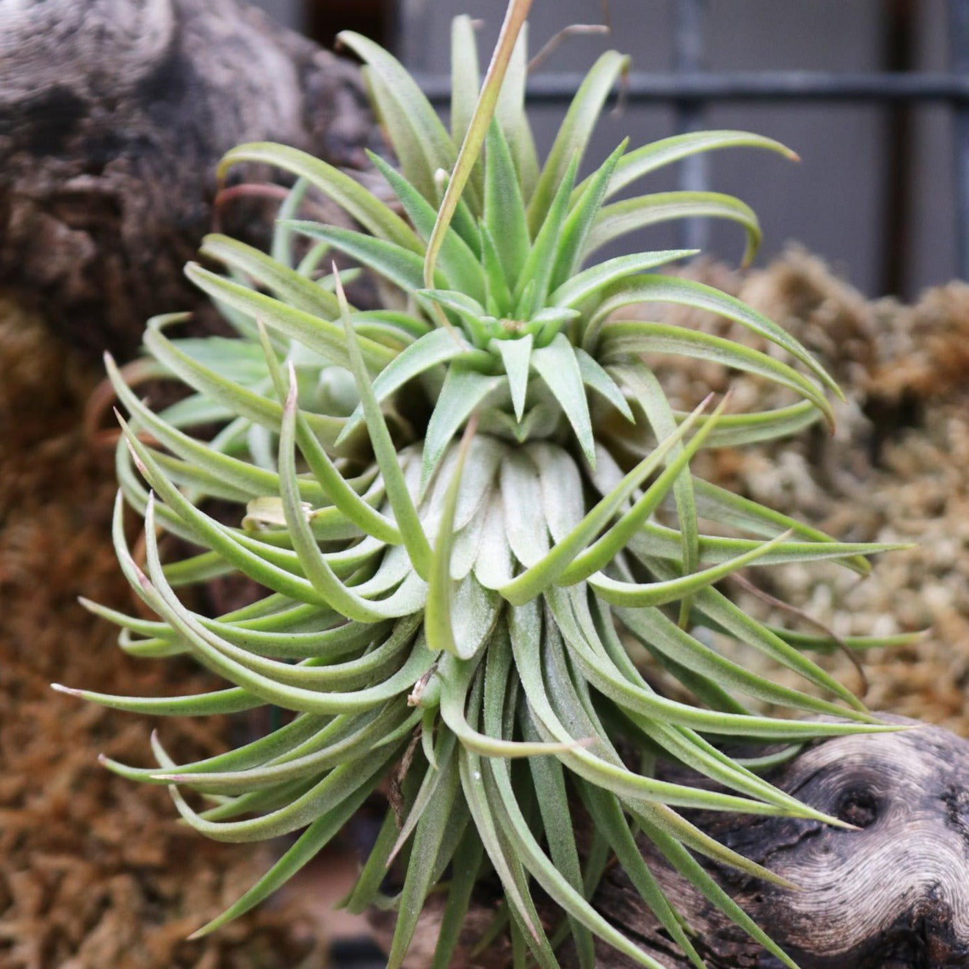 Air Plants