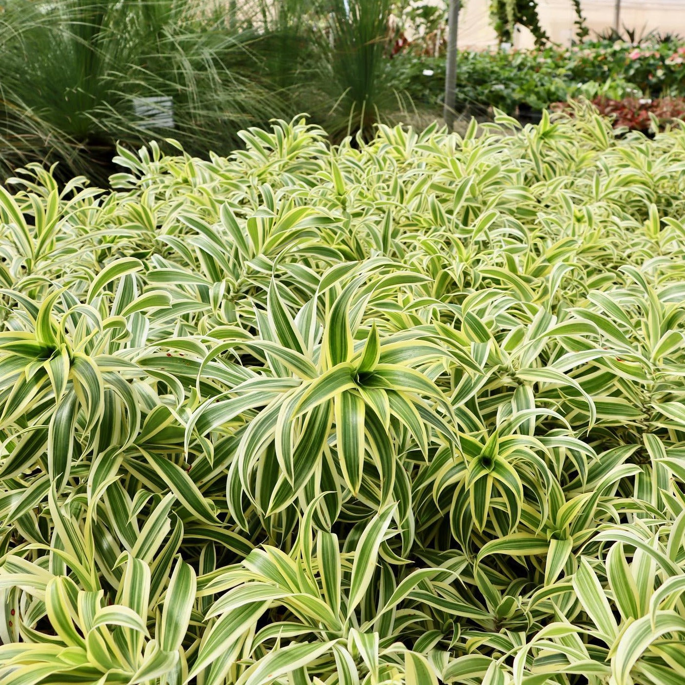 song of india plant fertilizer Song of India – Mari's Gardens
