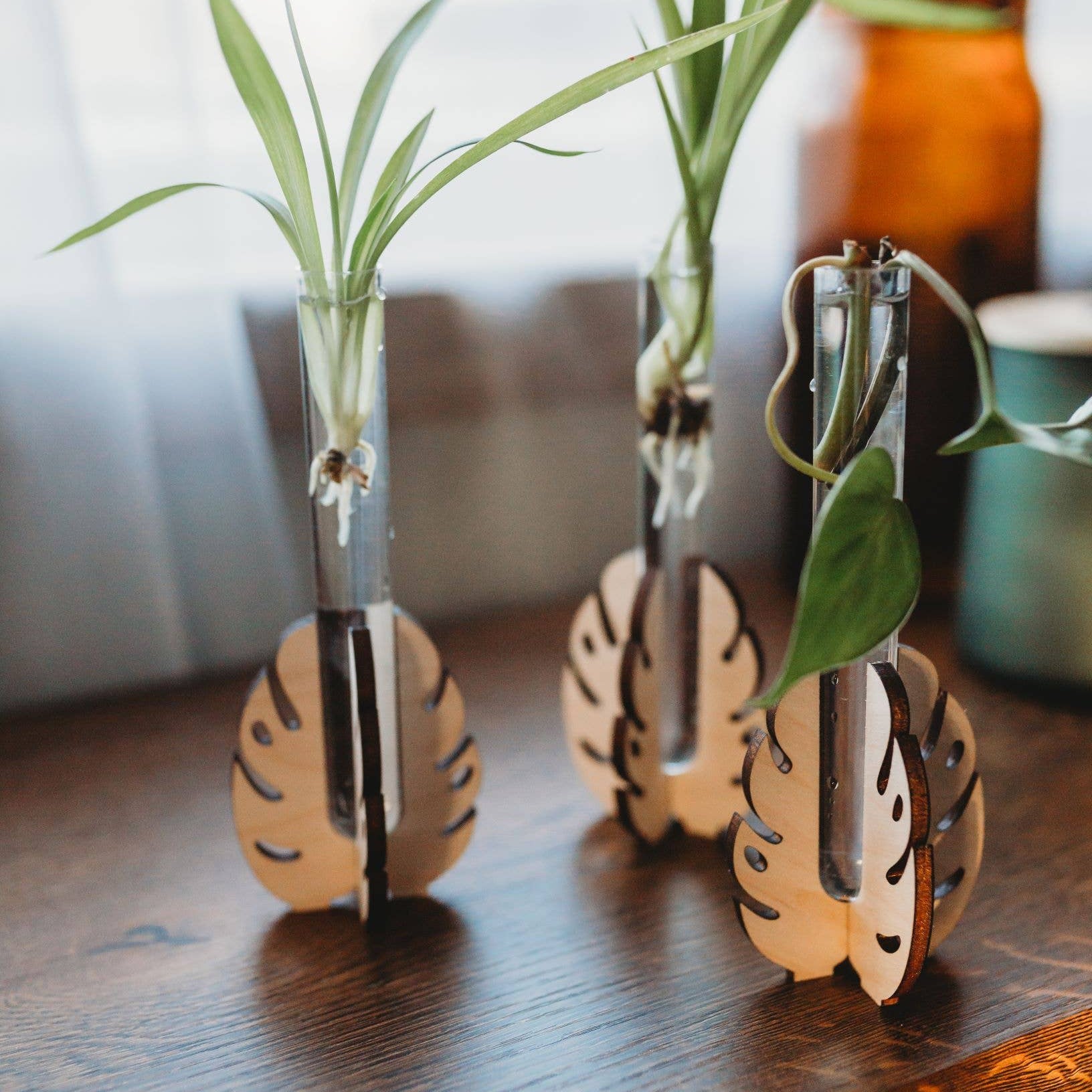 can i propagate monstera leaf Monstera Tabletop Propagation Station – Mari's Gardens