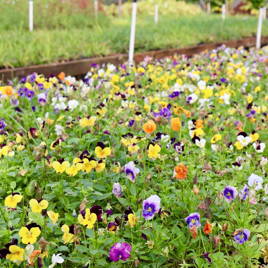 Edible Flowers