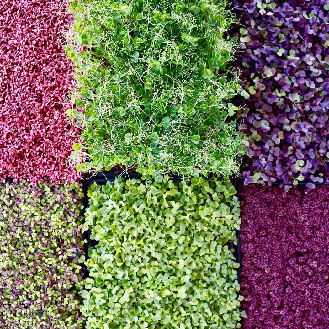 Microgreens